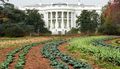 White-house-organic-garden-lawn-planted-rows-of-vegetable-green-leafy-plants-washington-dc-president-front-columns-pennsylvania-avenue-photo