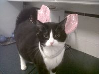 Catbunny