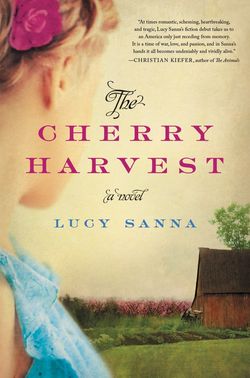 Cherry harvest